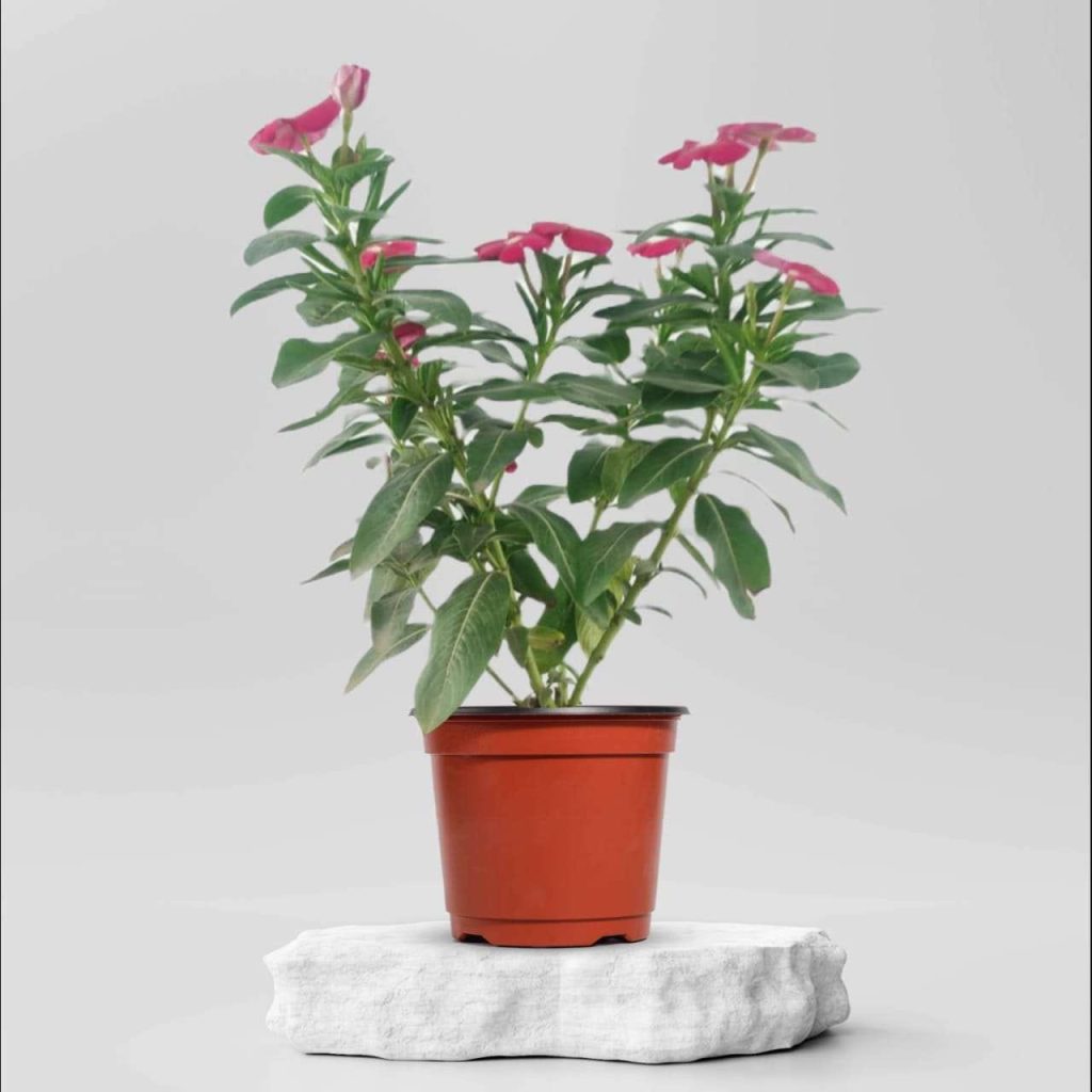 Buy Flowering Plants Online in Ahmedabad Same Day Delivery sitename