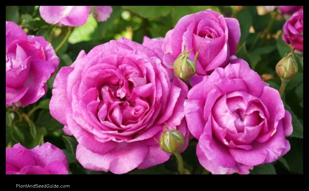 How to Make Your Rose Bushes Bushier A StepbyStep Guide Plant And