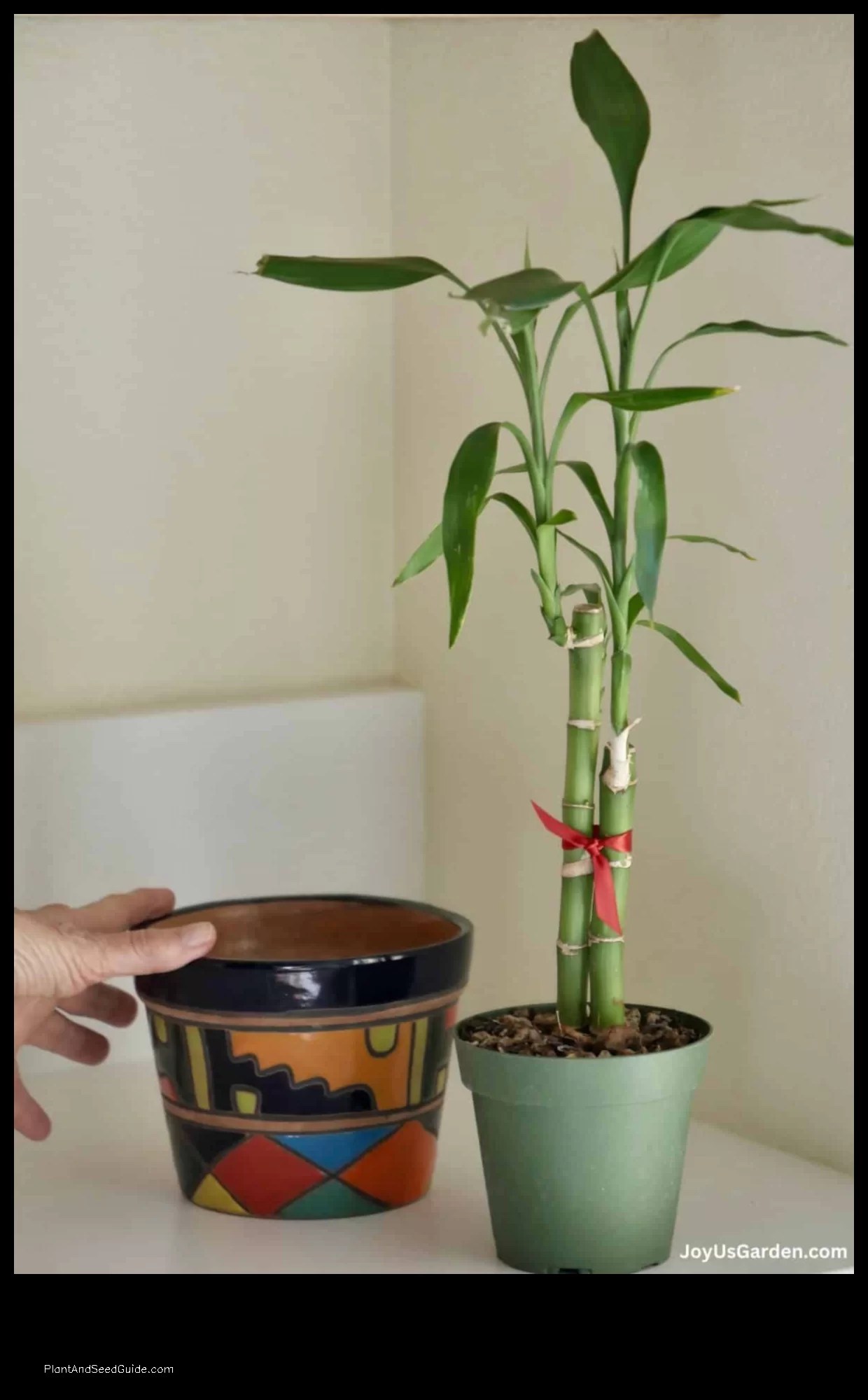 How to Repot Lucky Bamboo Plant in Rocks Plant And Seed Guide