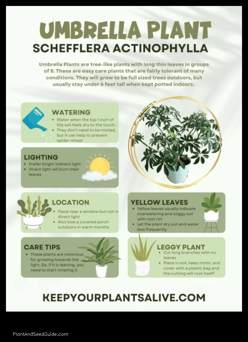 What’s Killing Your Umbrella Plant A Guide to Common Problems and