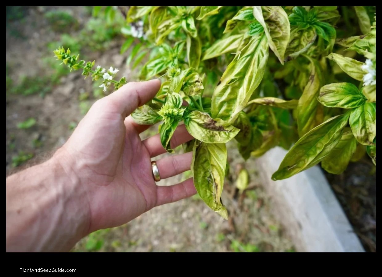 Why is My Basil Plant Turning Brown 5 Common Causes and How to Fix Them