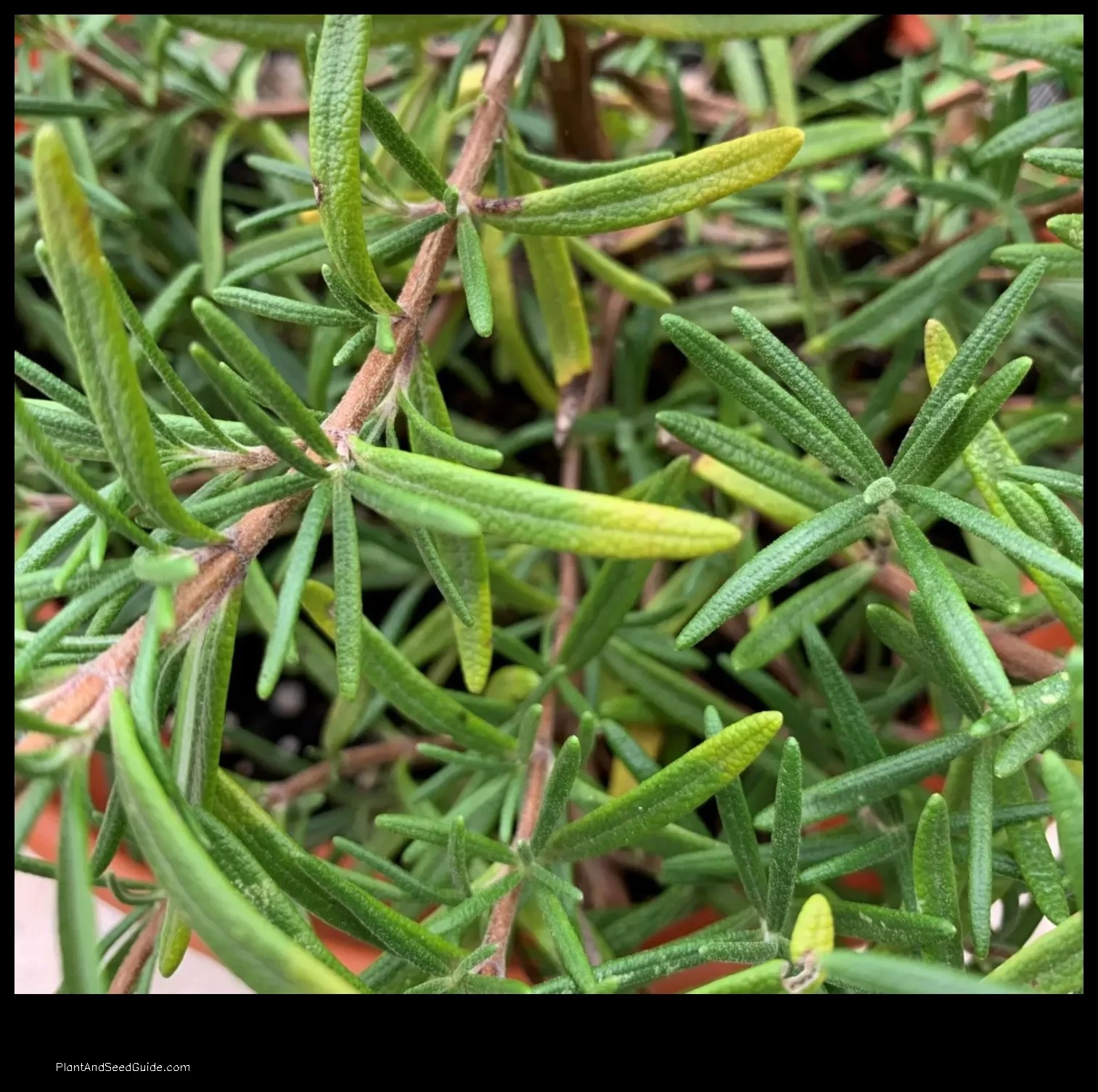 Why is My Rosemary Plant Turning Yellow 5 Common Causes and How to Fix Them Plant And Seed Guide