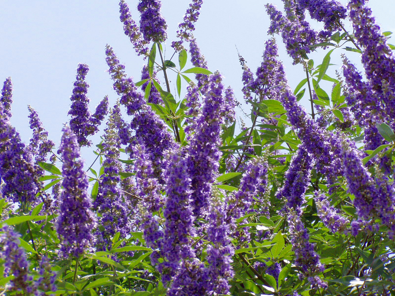 PLANTanswers Plant Answers > Texas Lilac Vitex * The Next Mega