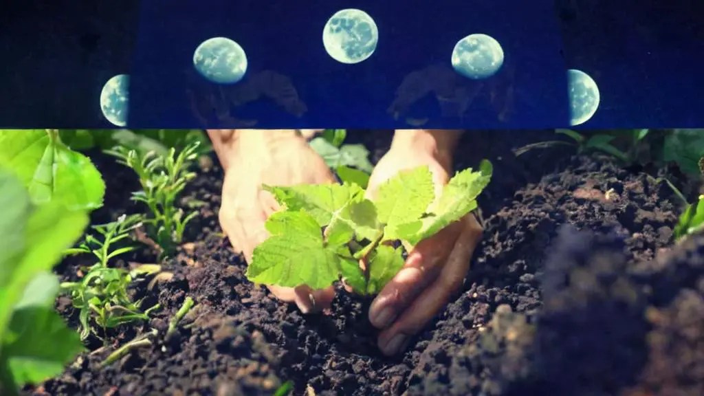 Cuándo trasplantar plantas según la luna guía completa