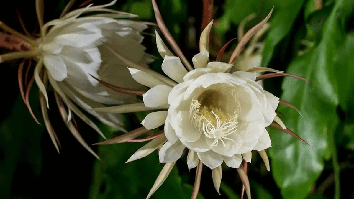 El TOP 5 plantas nocturnas Plantarum