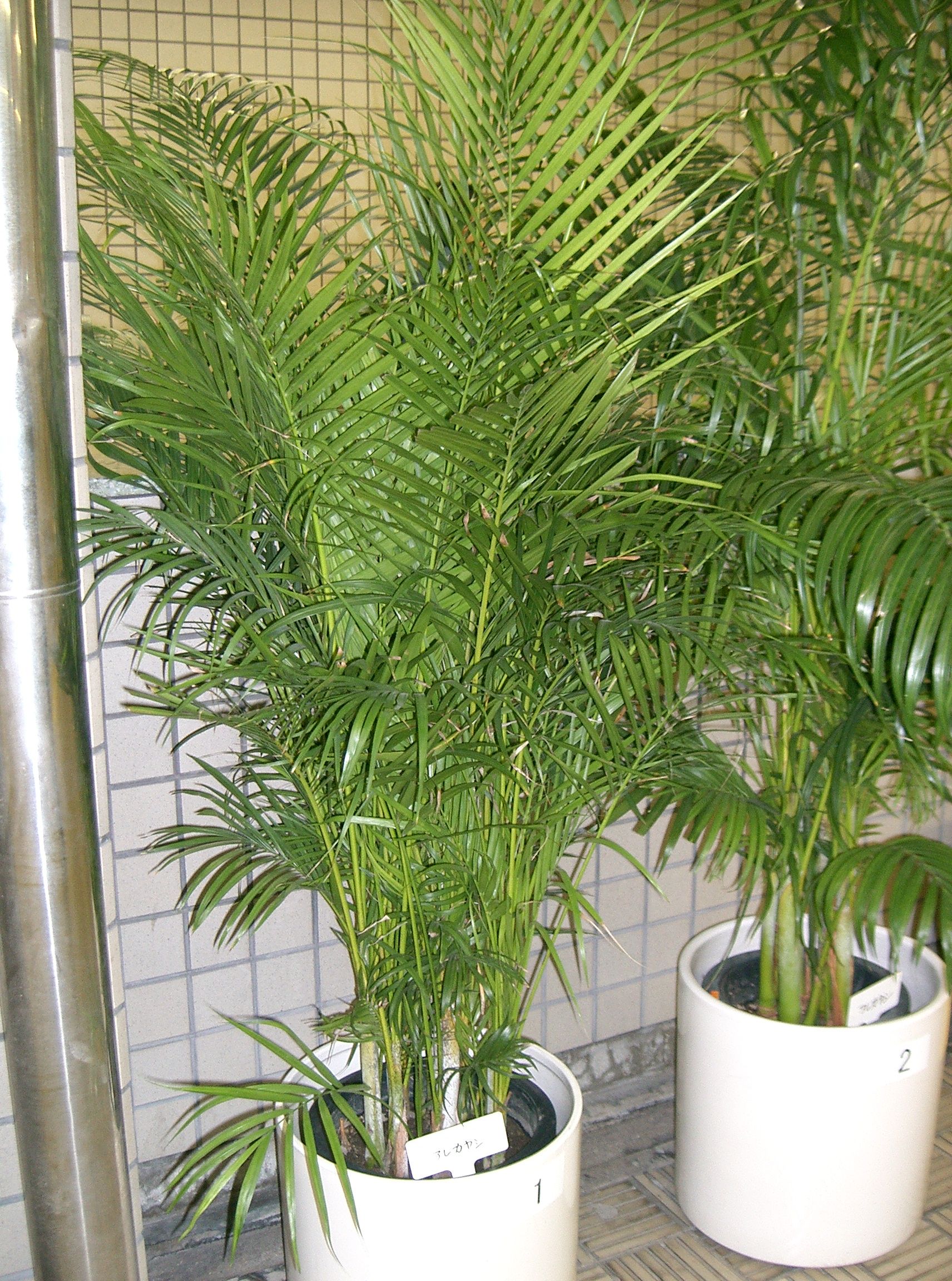 Plantas purificadoras del aire Plantas y Jardín