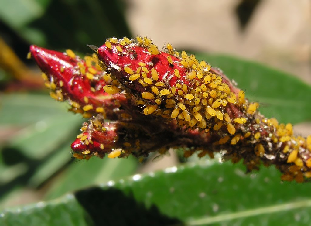 Los pulgones en las plantas Plantas y Jardín