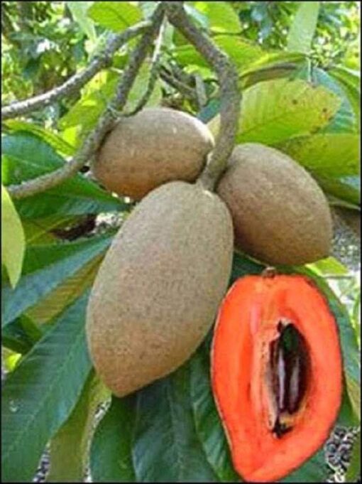 Mamey Rojo Mexicano (Pouteria sapota) Plantas y Más Panamá