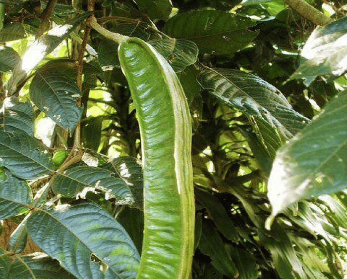 Guaba Inga edulis Plantas y Más Panamá
