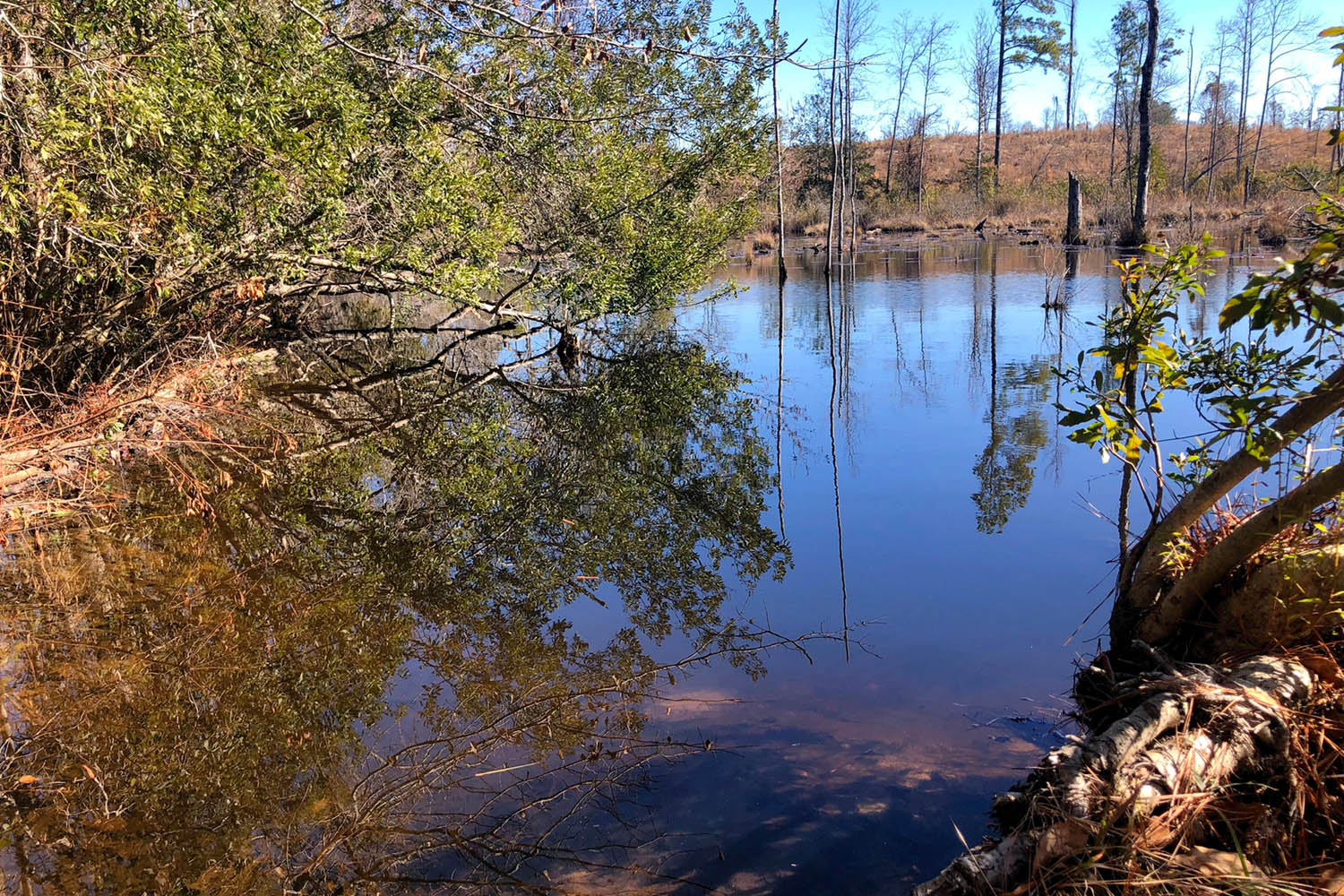 Barnwell Hunting Tract SC For Sale Plantation Services