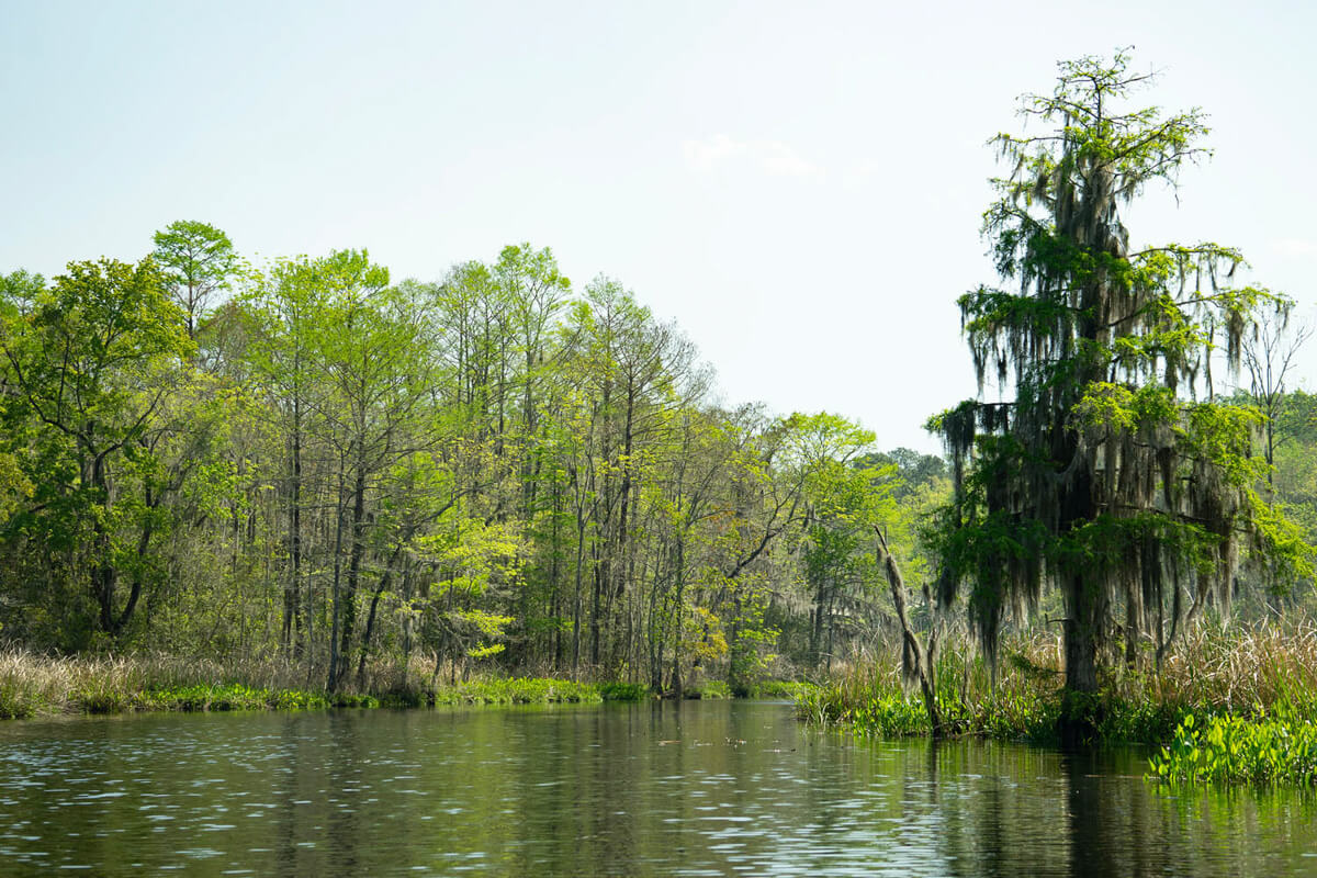 Old Combahee Plantation SC For Sale Plantation Services