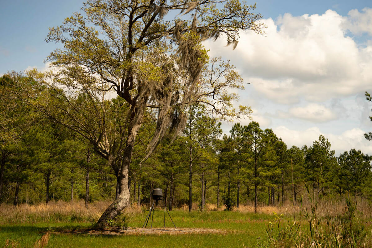 Old Combahee Plantation SC For Sale Plantation Services