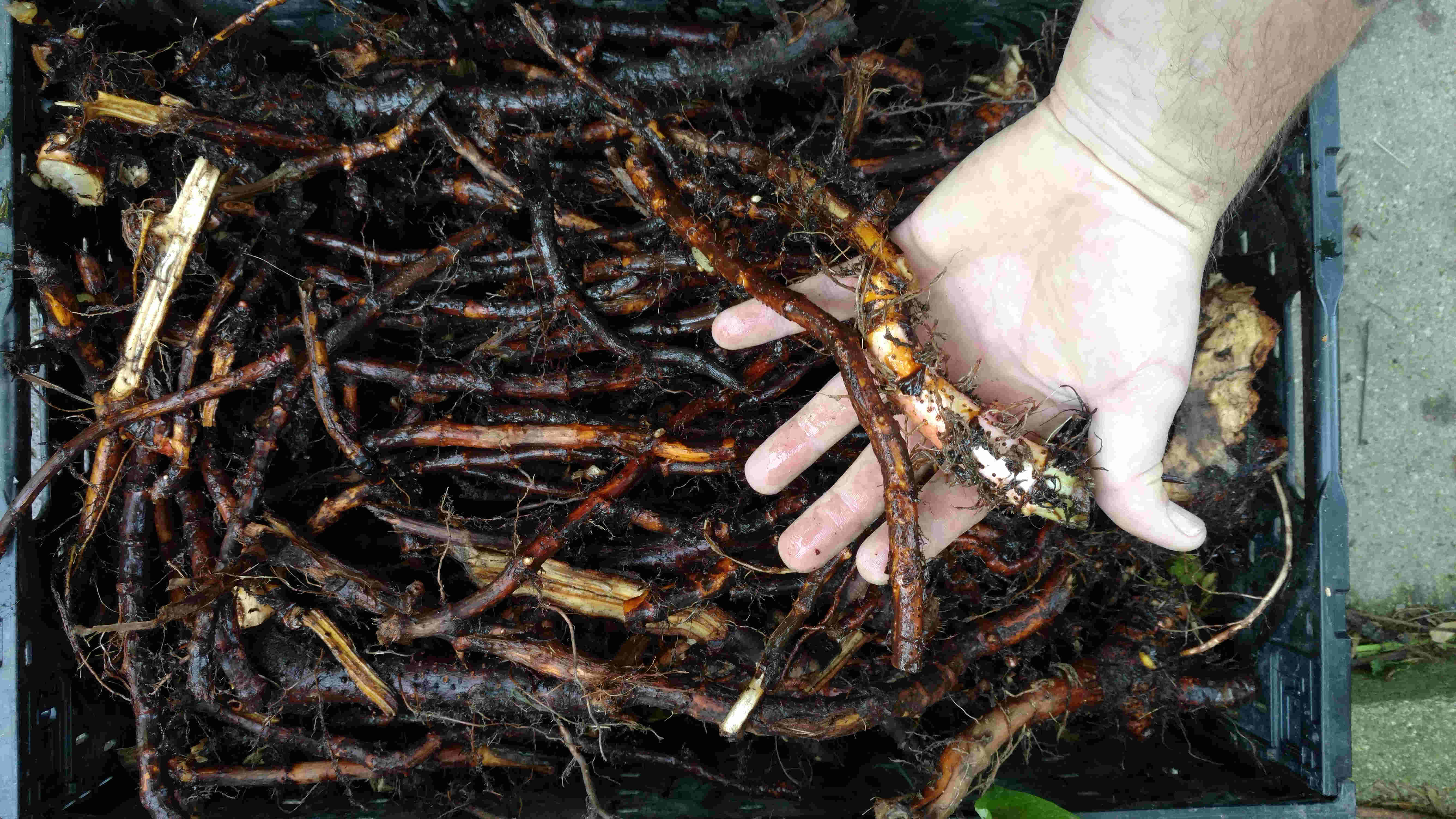 Japanese Knotweed Root Plant Based Services