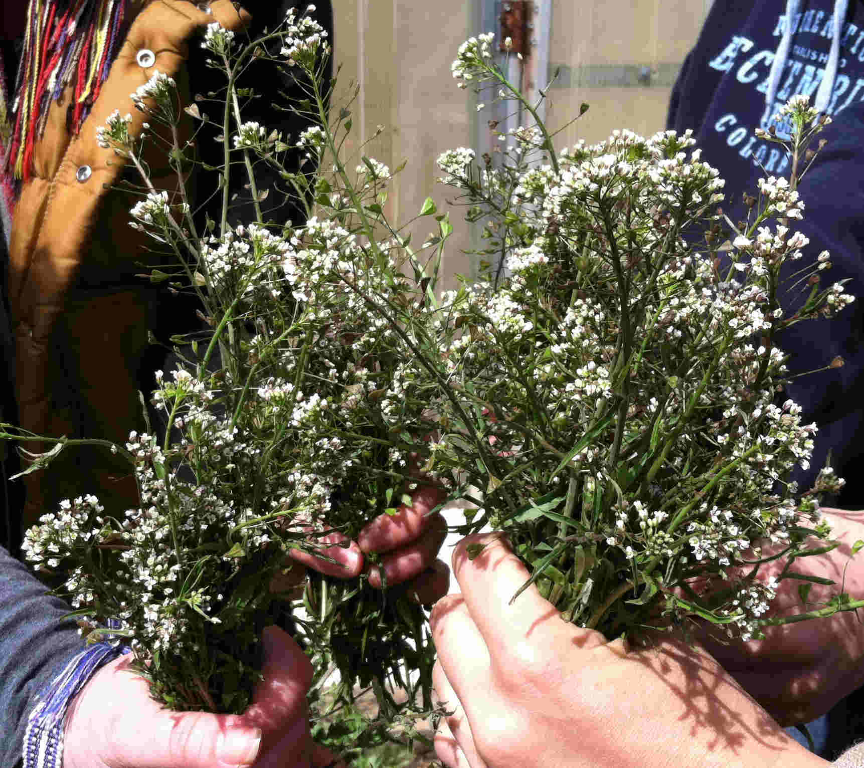 Shepherd's purse Plant Based Services