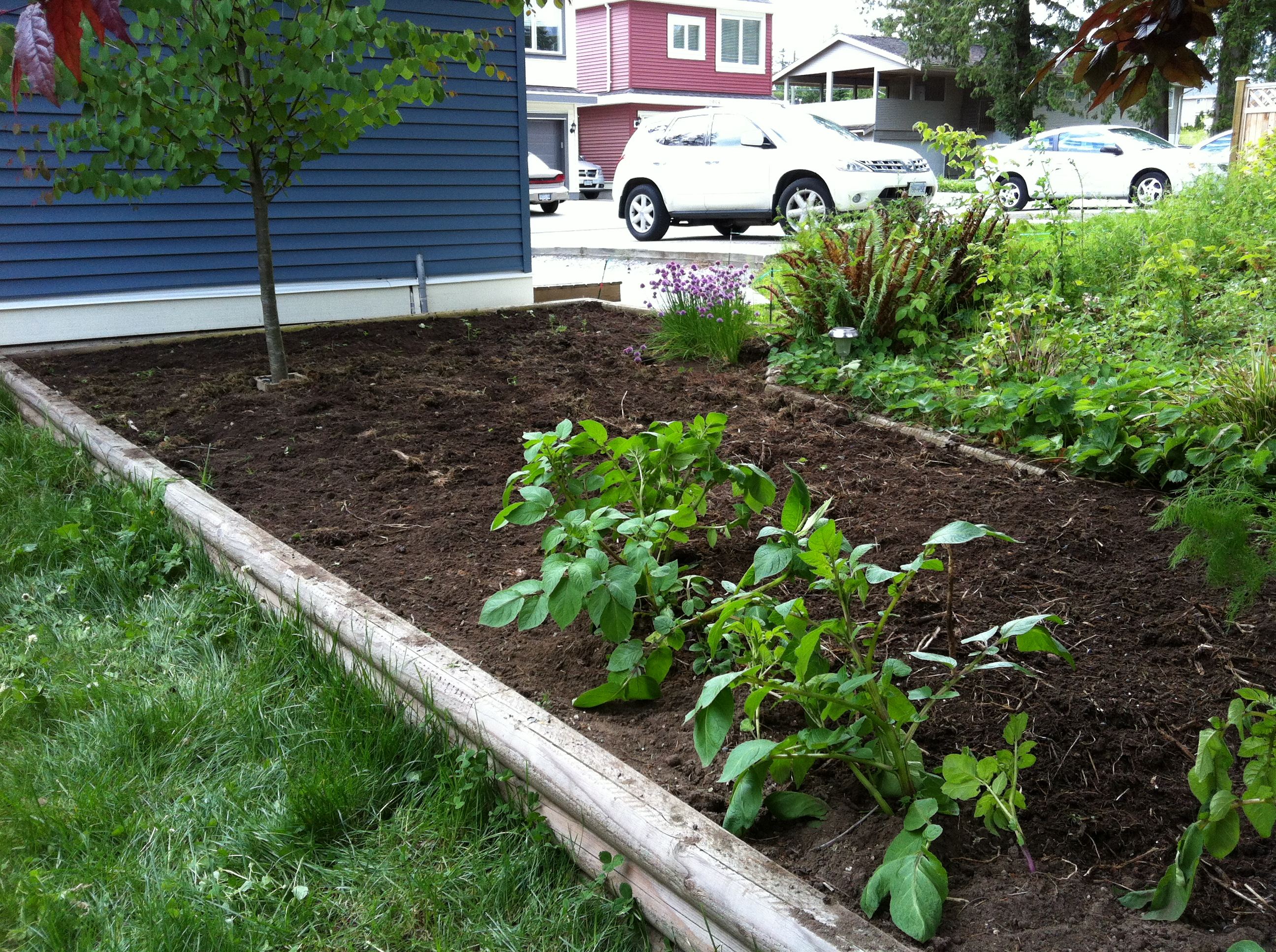 Backyard Vegetable Gardening And Top 10 Vegetables and Herbs To Plant