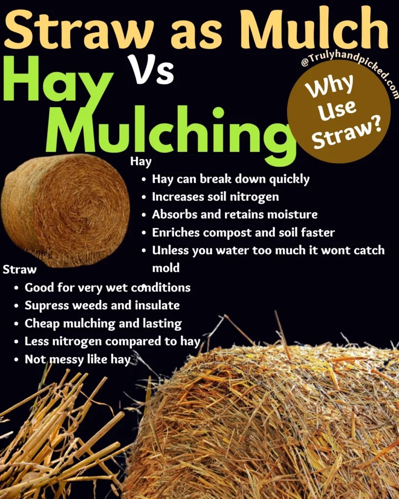 Hay Mulching Vs Straw Mulching Why Use Straw for Mulching?