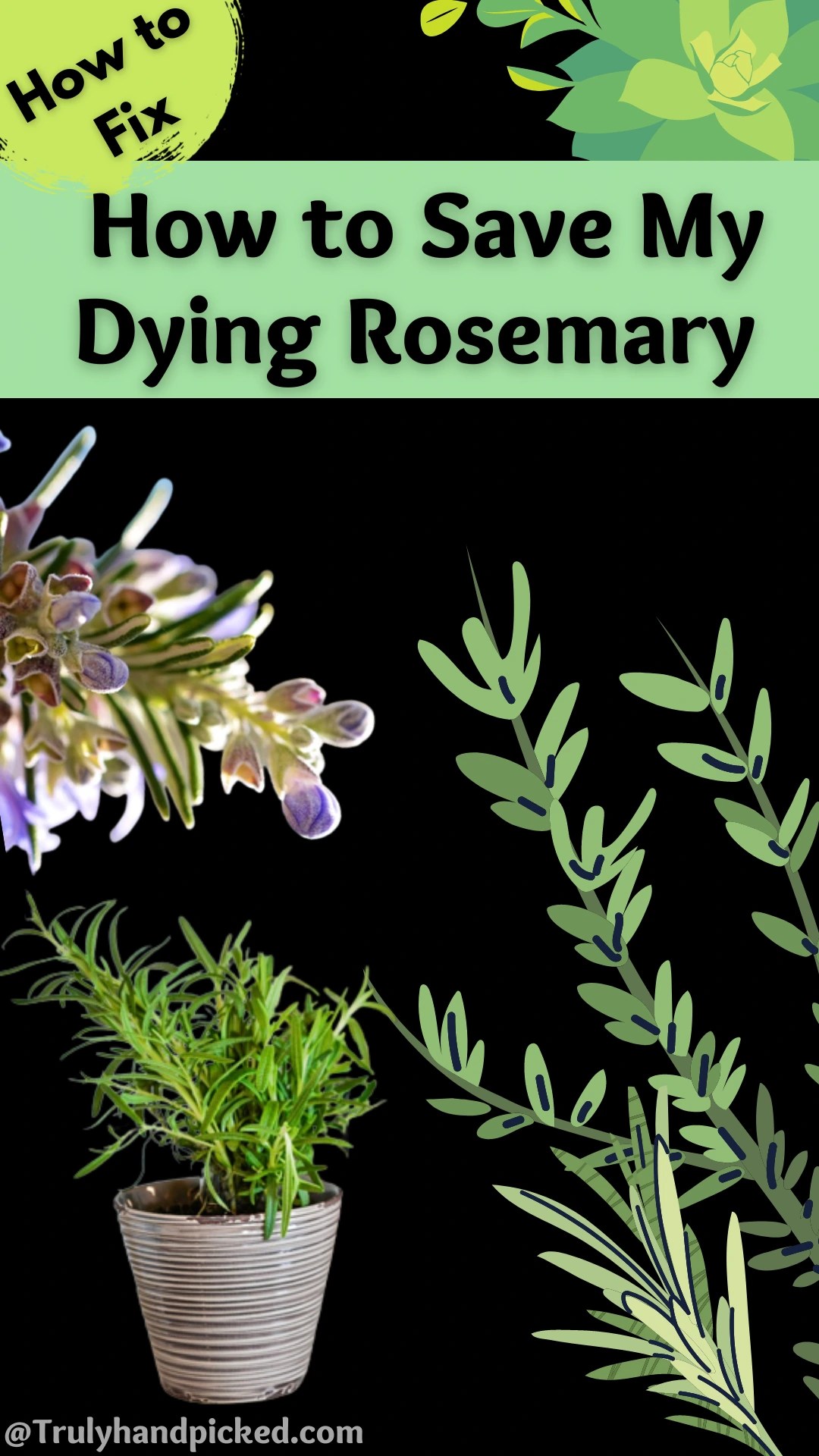 Why My Rosemary is Dying Reasons & Fix Plantcare365