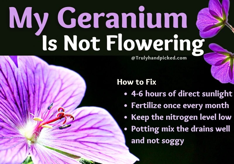 Geranium Care AZ Yellowing Leaves & No Flowers (Reasons &Fix)