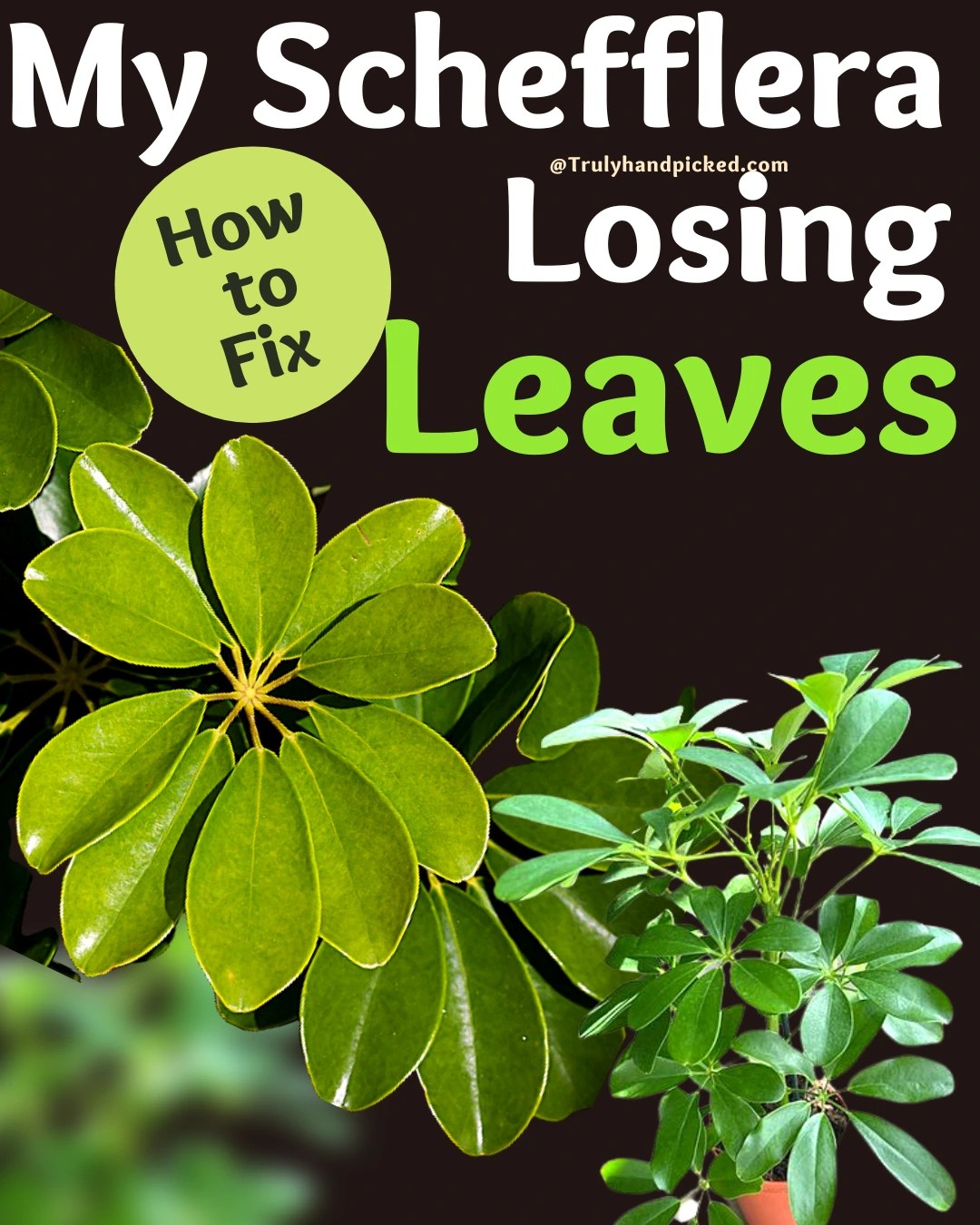 Likes Sun or Shade? Save a Dying Umbrella Plant (Reasons & Fix)