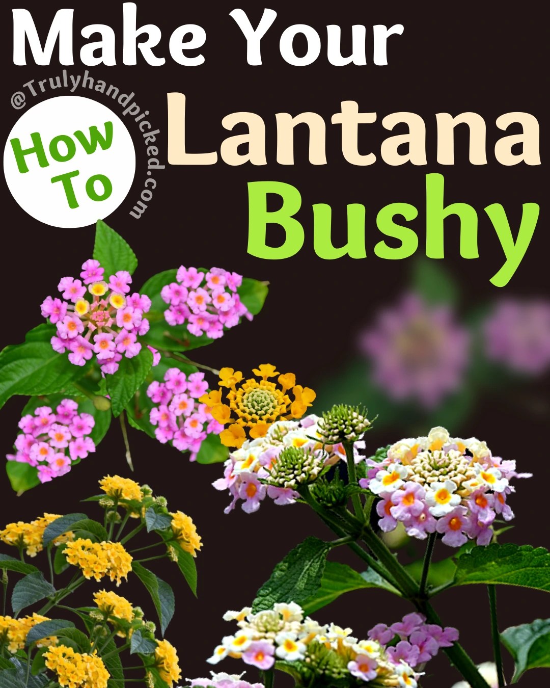 How to Make Your Lantana Bushy & Bloom Why Its Not Blooming?