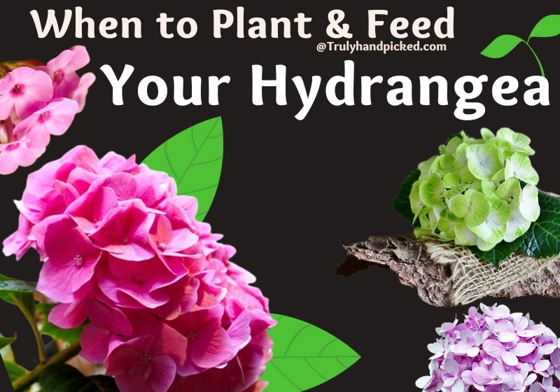 Make My Hydrangea Bushy When to Plant & How to Often to Feed