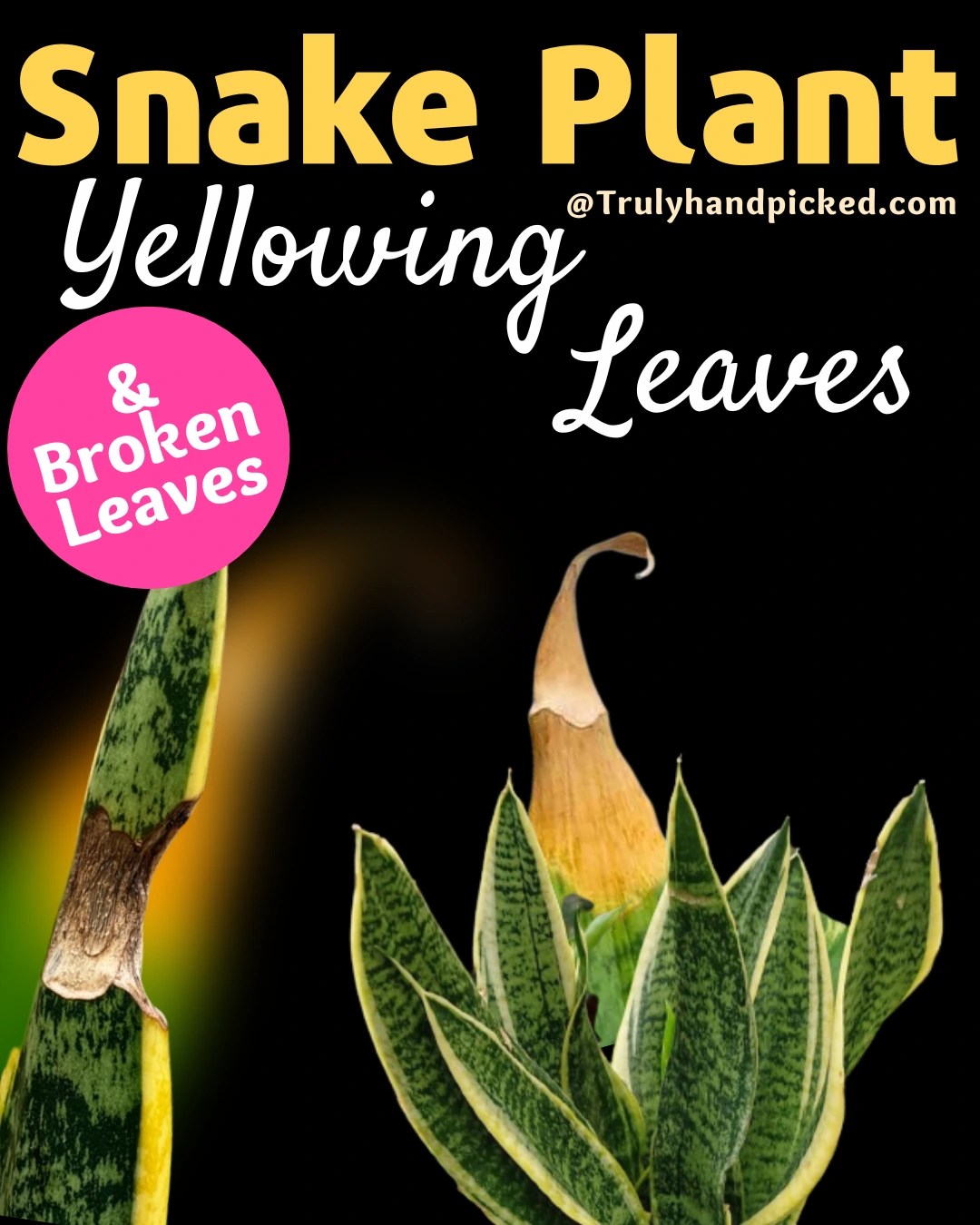 My Snake Plant Leaves are Yellow and Broken (Reasons and Fix)