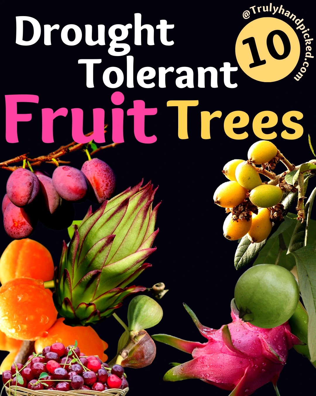 Drought Zones & Best Drought Tolerant Fruit Trees for Each (+Pics)