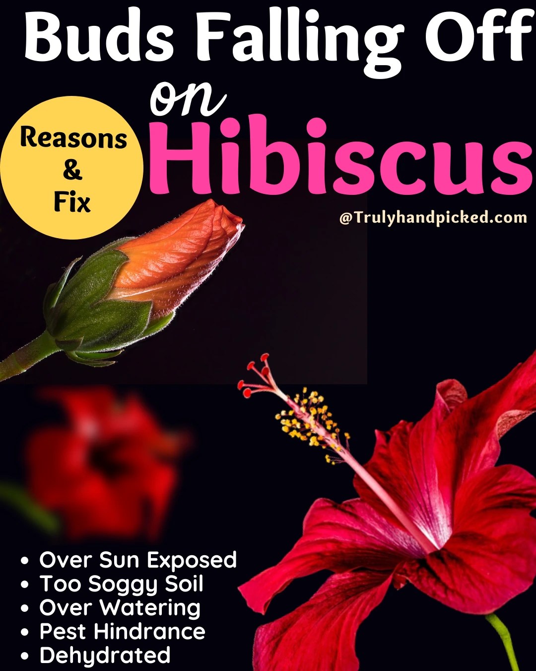 Buds Falling Off Make Your Hibiscus Bushy & Bloom Better