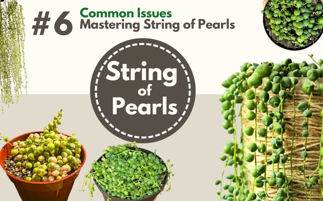 SOP 6 Common Problems with String of Pearls (Pics & Fix)