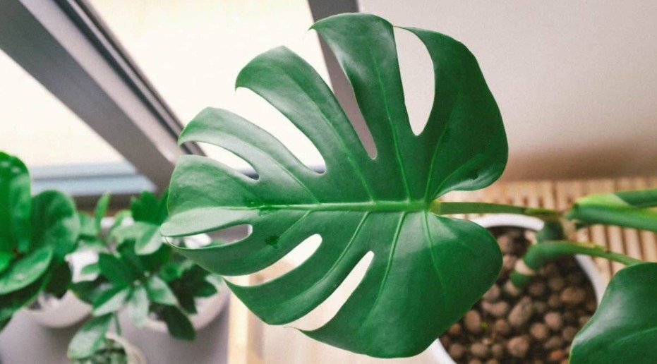 Broken Monstera Stem What Should I Do?