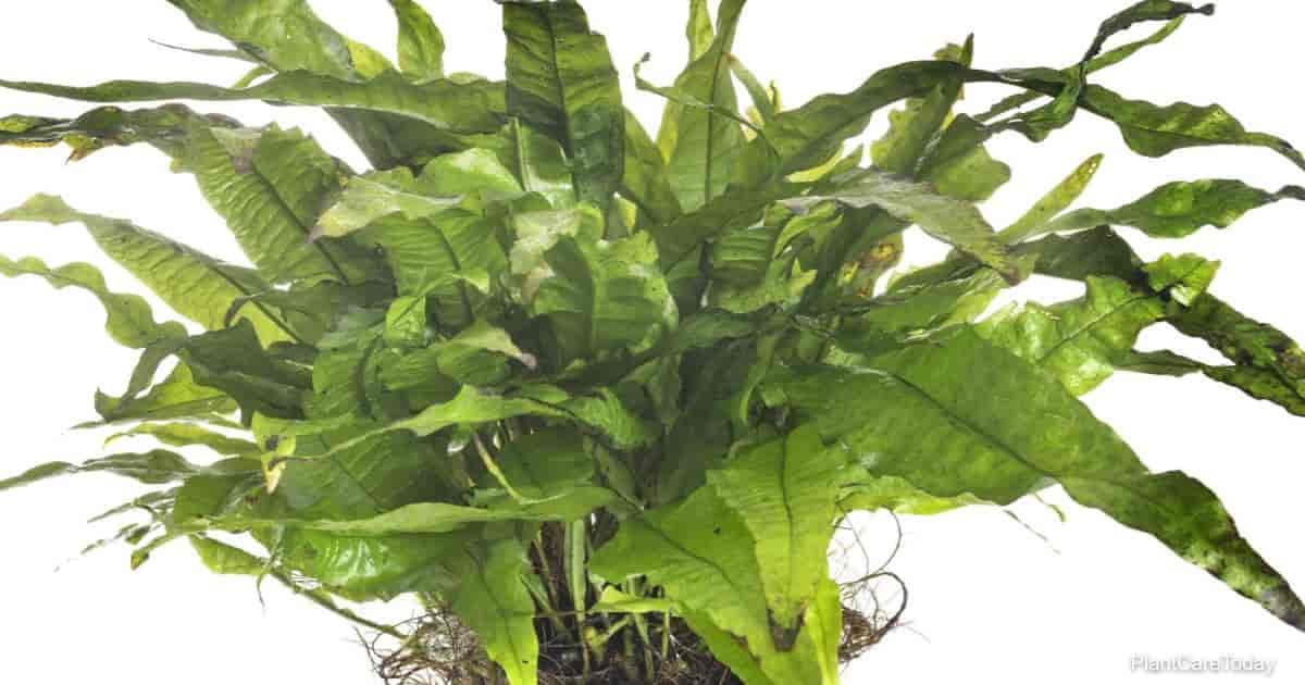 Popular aquarium plant Microsorum Pteropus | Java Fern