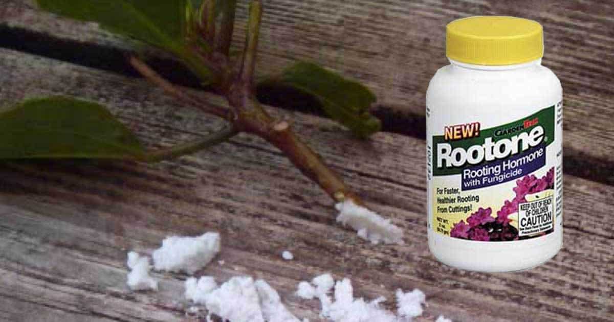 rooting hormone rootone