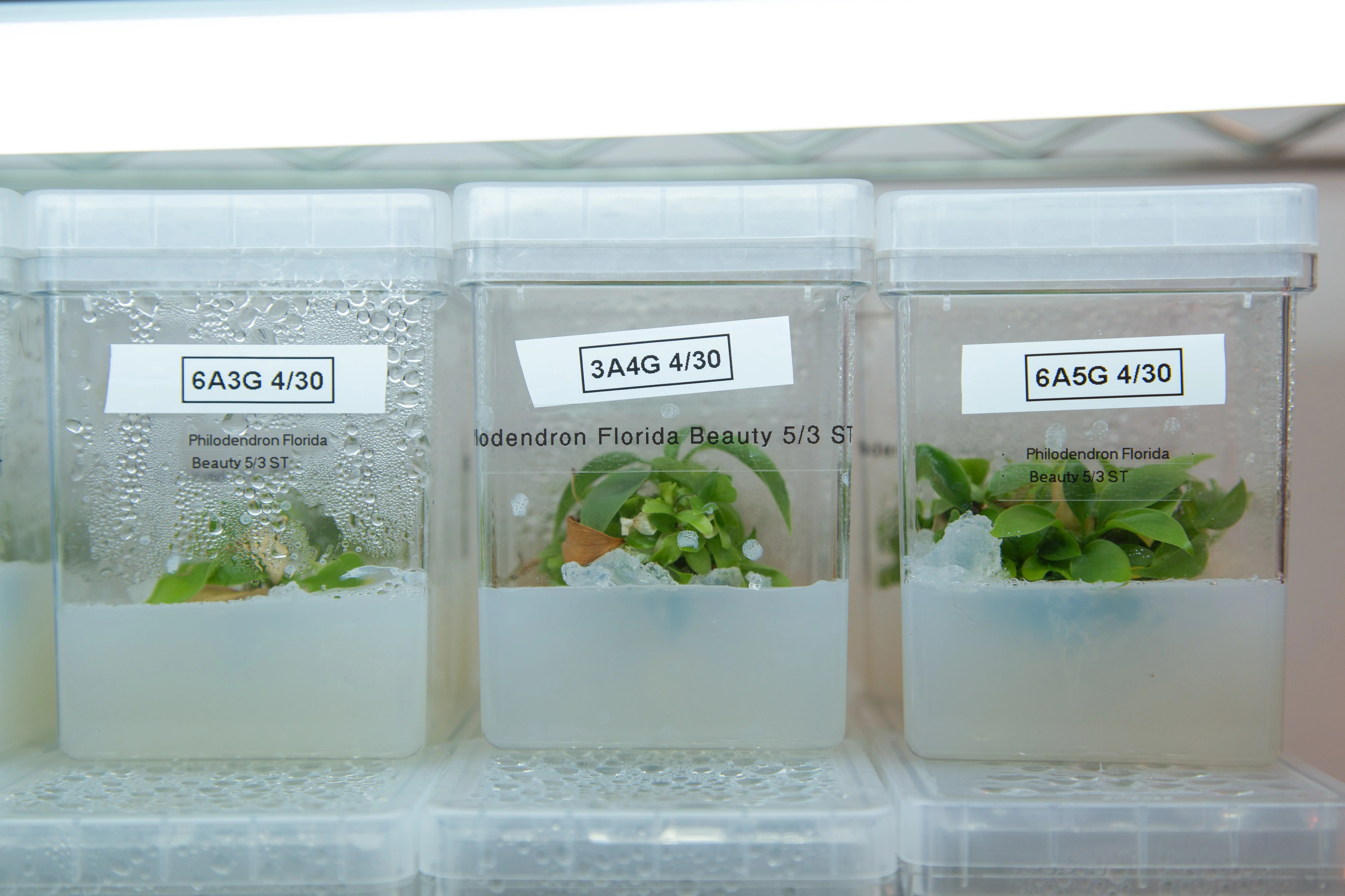 Tissue Culture Contamination and 7 Easy Steps of Prevention Plant
