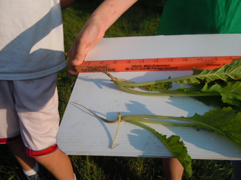 Radish Plot Report from June 26 Plant Cover Crops