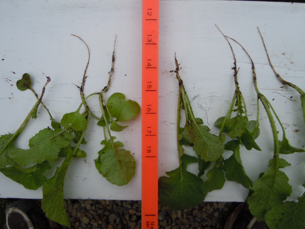 Cover Crop Radishes differences in varieties Plant Cover Crops