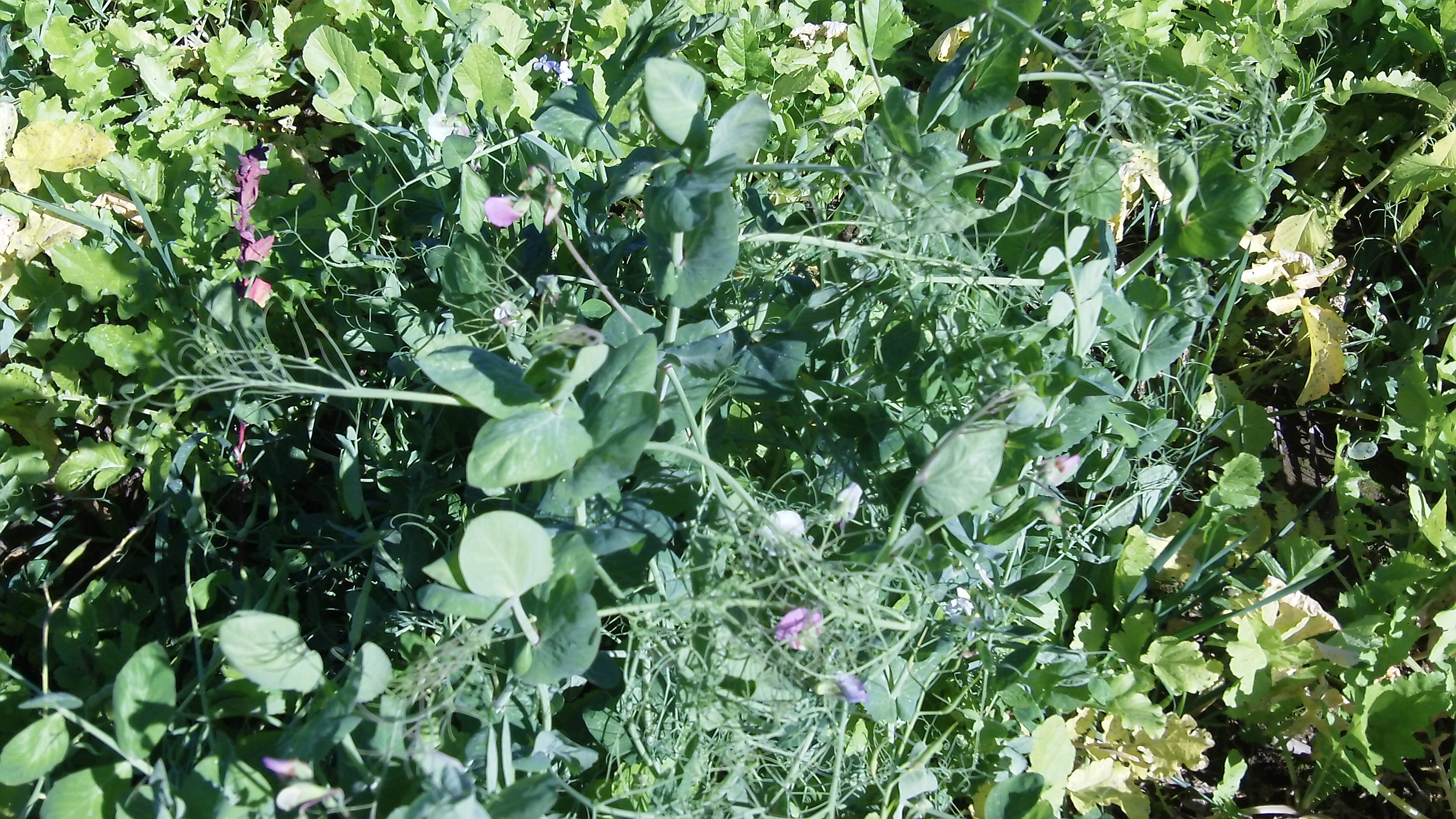 Austrian Winter Peas Archives Plant Cover Crops