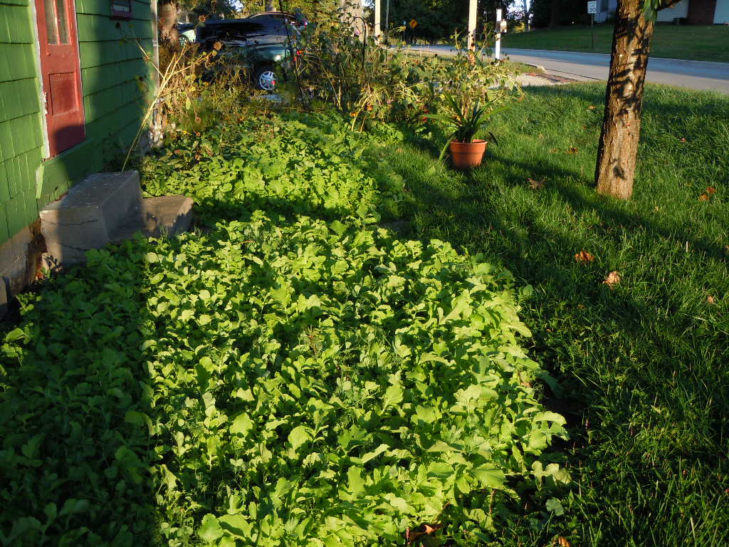 Cover crops for gardens and my wife, the cover cropping queen