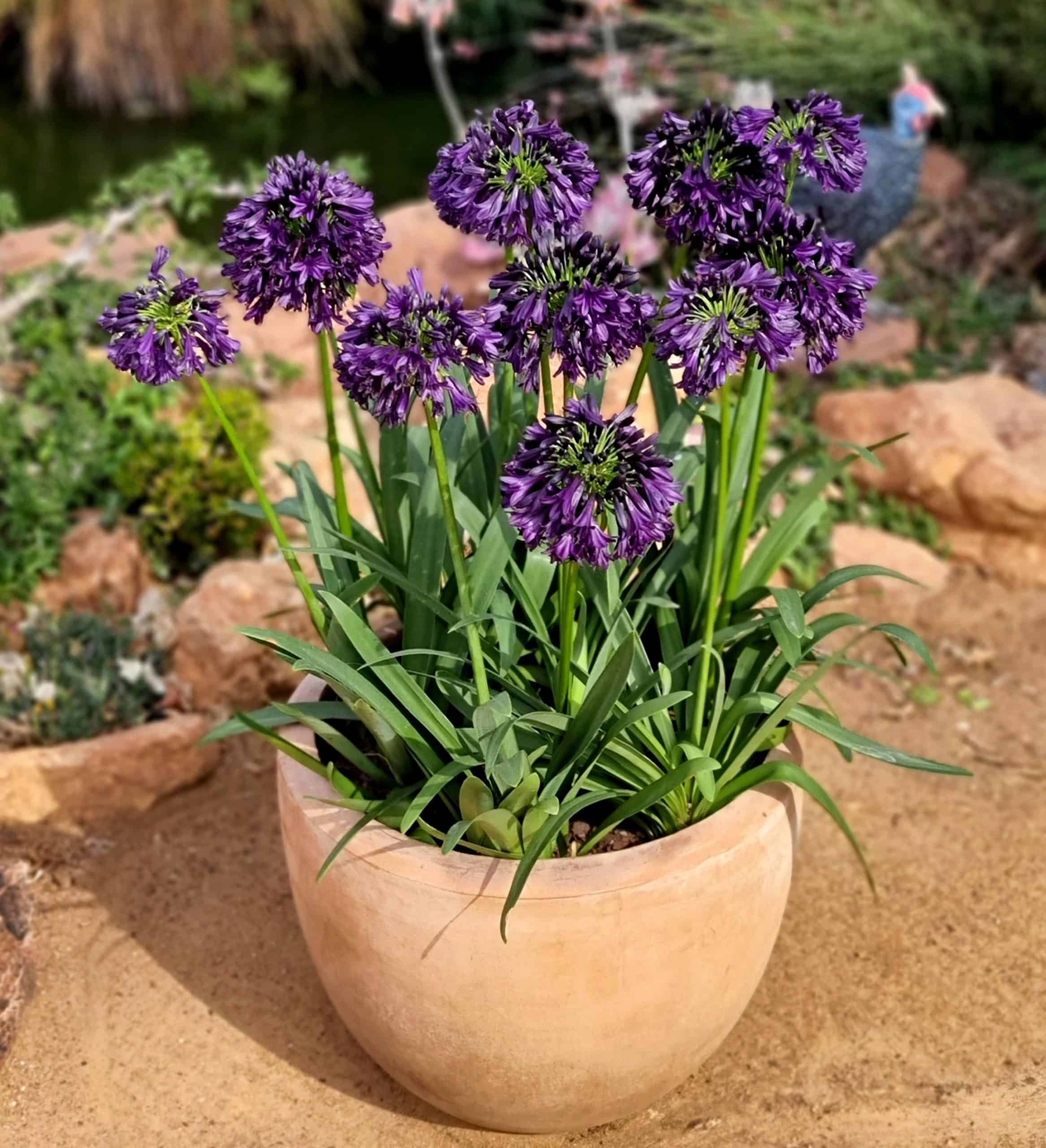 Agapanthus Blackjack™ Plant Development Services, inc.