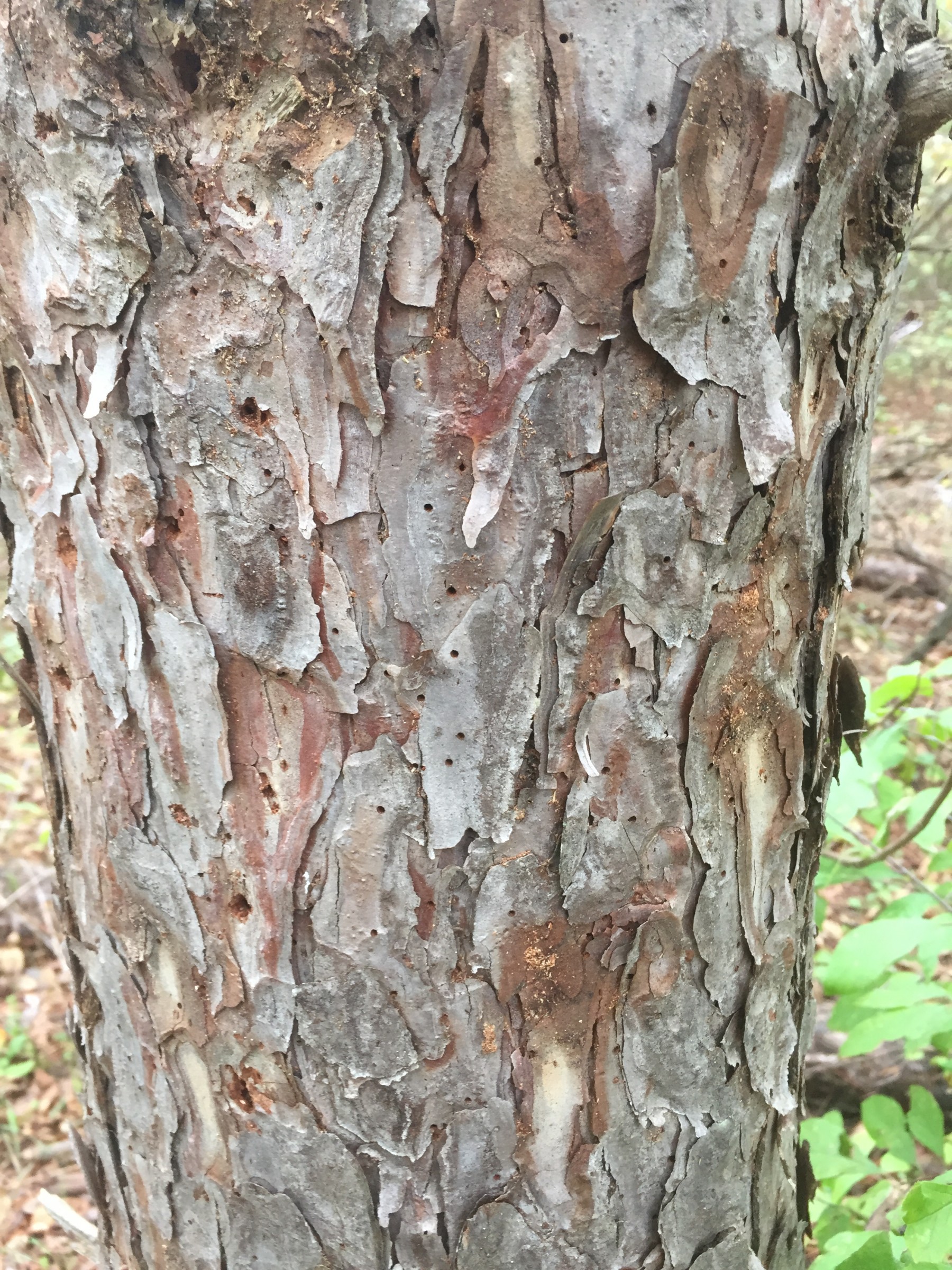 How To Tell If A Pine Tree Is Dying