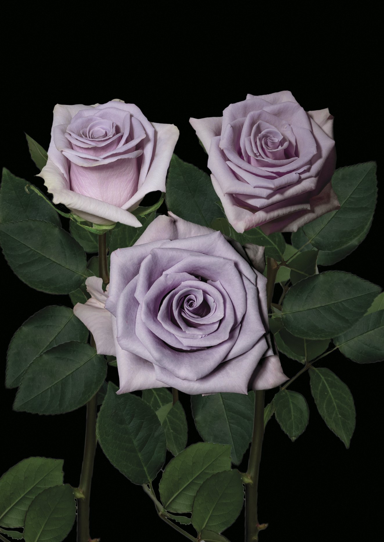 Shocking Blue Rose Variety