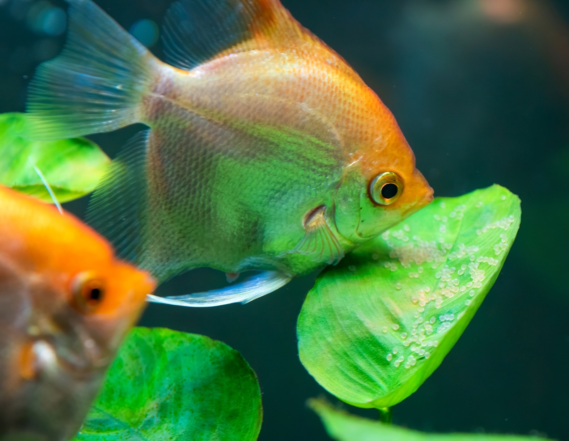 Angelfish Care Guide What to feed angelfish, breeding angelfish Freshwater Planted Aquariums