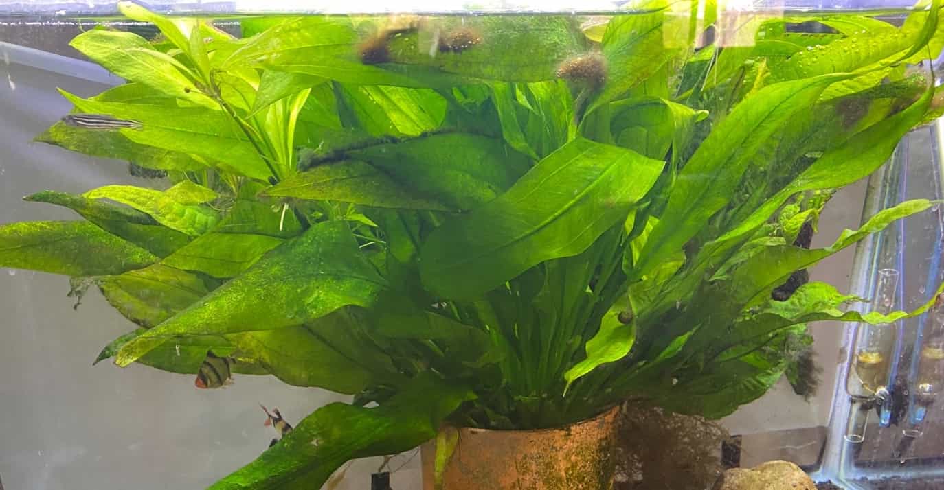 Rosette Sword A sword plant for your smaller fish tank Freshwater