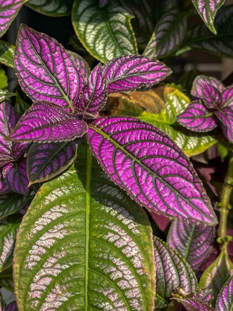 11 Best Wax Begonia Companion Plants