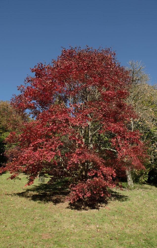 8 Rhode Island Native Plants List (With Photos)