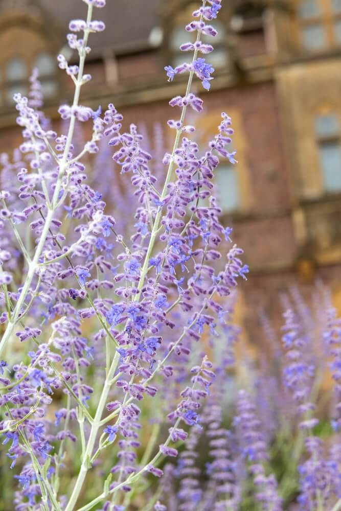 17 Best Companion Plants For Roses (Photos & Facts)