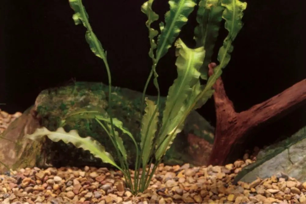 What Kind of Plants Do Betta Fish Like? Planted Nano Tanks