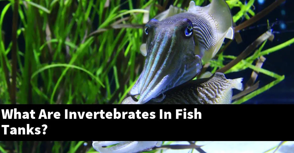 What Are Invertebrates In Fish Tanks? Planted Nano Tanks