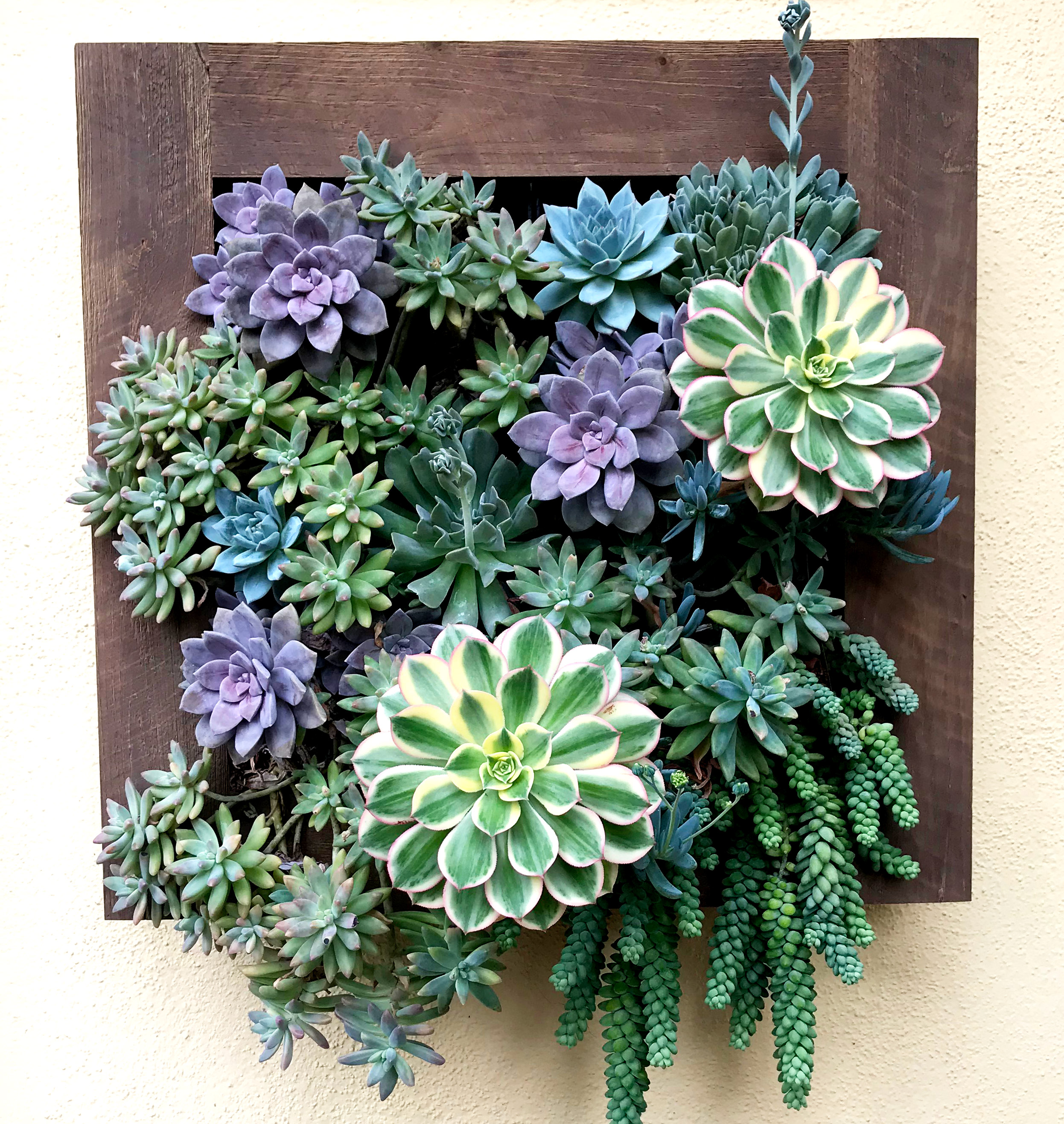 DIY Living Walls