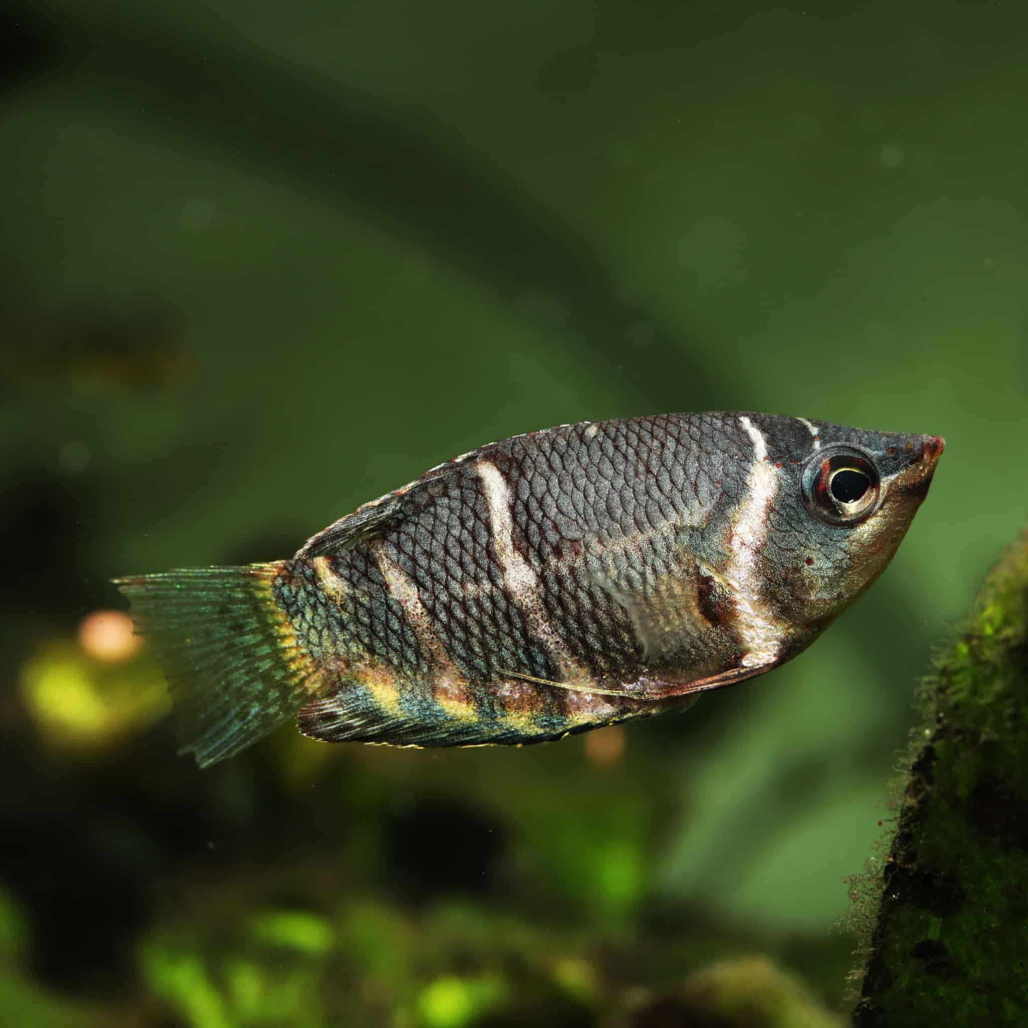 Chocolate Gourami Planted Tank Mates