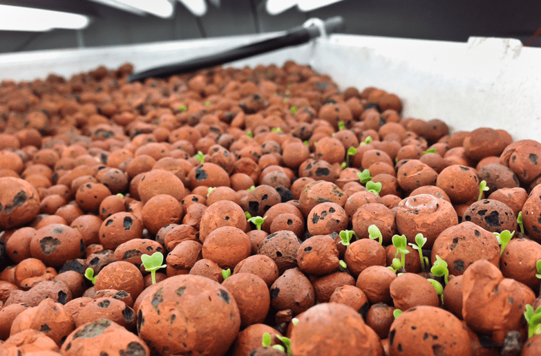 What Is Hydroton Expanded Clay Pebbles And How To Use It